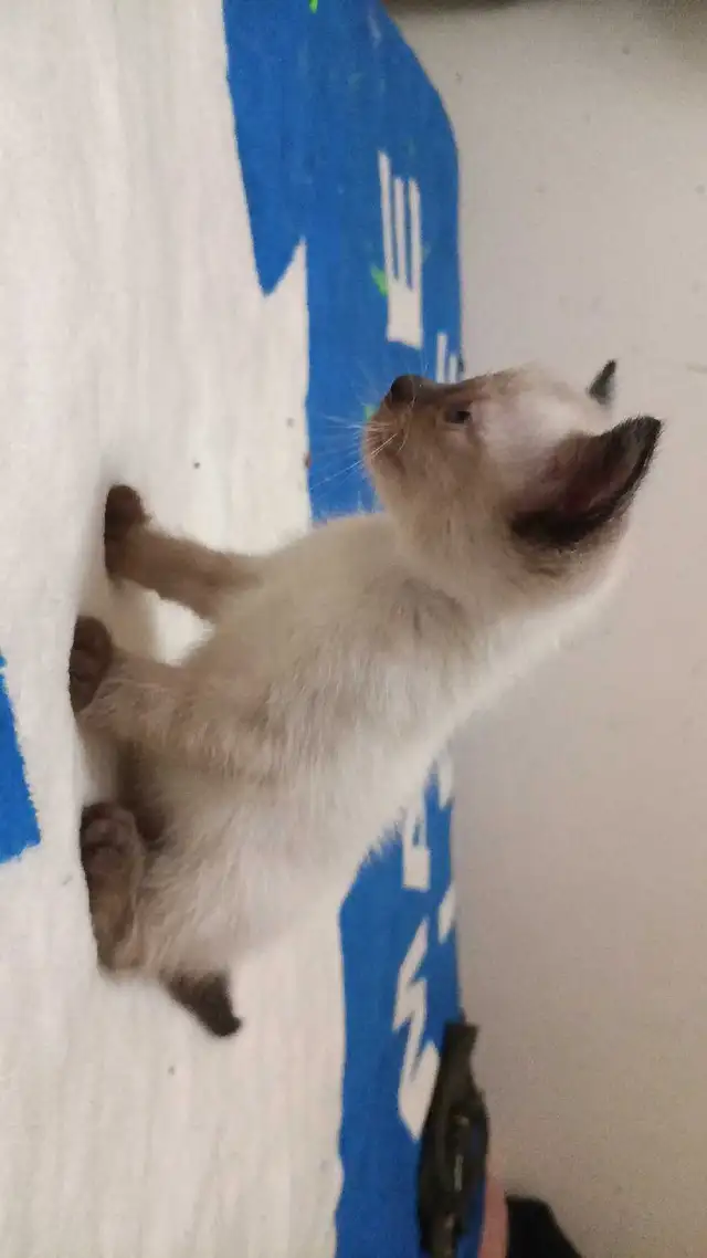 PUREBRED FEMALE SIAMESE - Photo 6