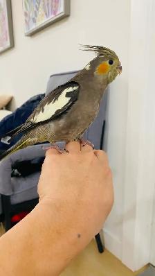 Cockatiel tamed - Photo 3