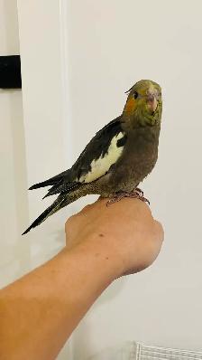 Cockatiel tamed - Photo 4