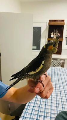 Cockatiel tamed - Photo 5