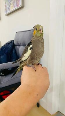 Cockatiel tamed - Photo 6