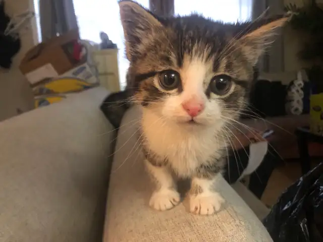 kitten’s - Photo 2