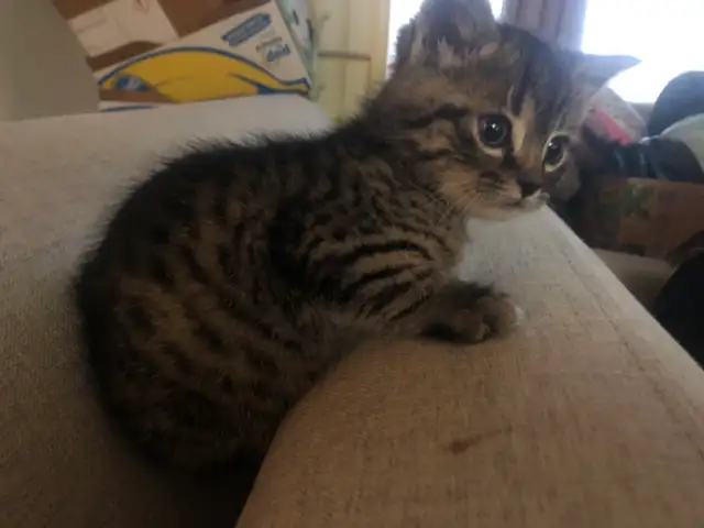 kitten’s - Photo 3