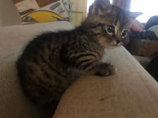 kitten’s - Photo 3