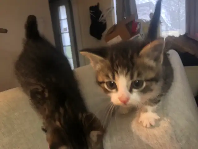 kitten’s - Photo 4