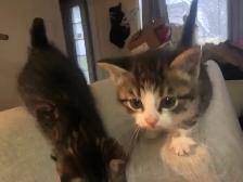 kitten’s - Photo 4