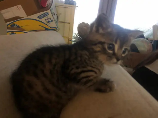 kitten’s - Photo 5
