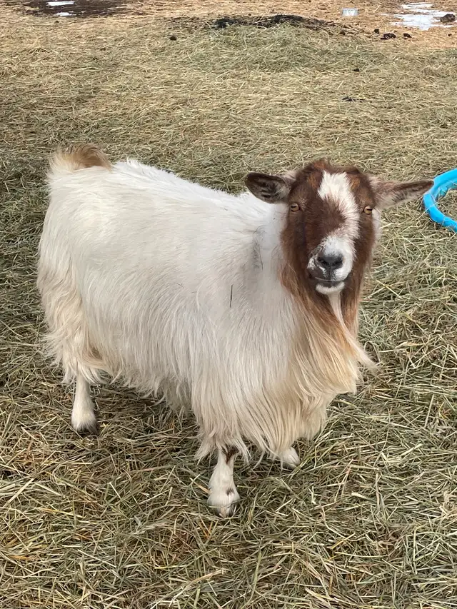 Polled (hornless) silky Nigerian doe and her daughter