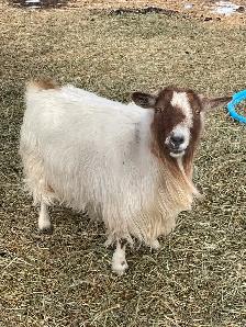 Polled (hornless) silky Nigerian doe and her daughter