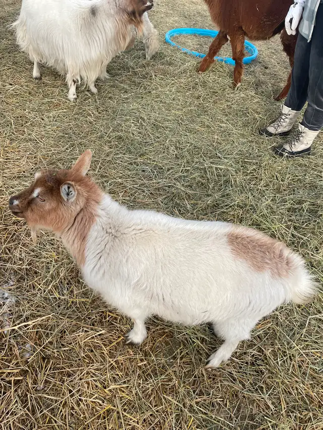 Polled (hornless) silky Nigerian doe and her daughter - Photo 2