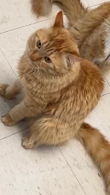 Orange Cat