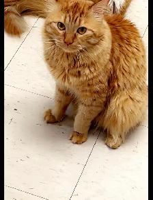 Orange Cat - Photo 2