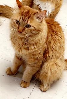 Orange Cat - Photo 3