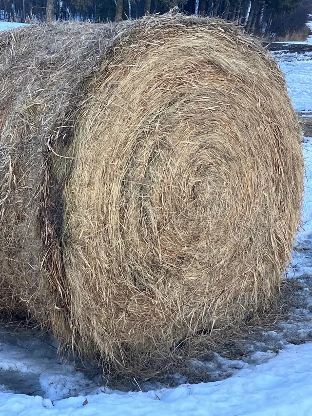 Hay for Sale