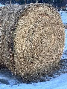 Hay for Sale