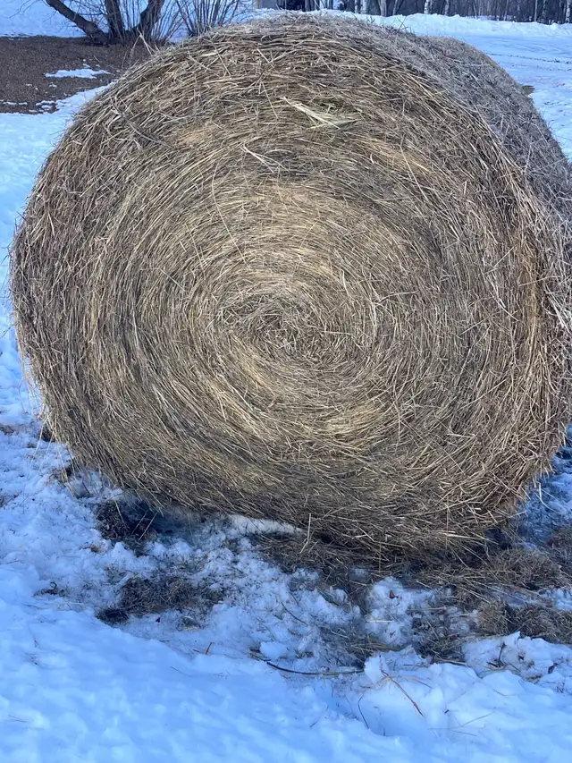 Hay for Sale - Photo 2