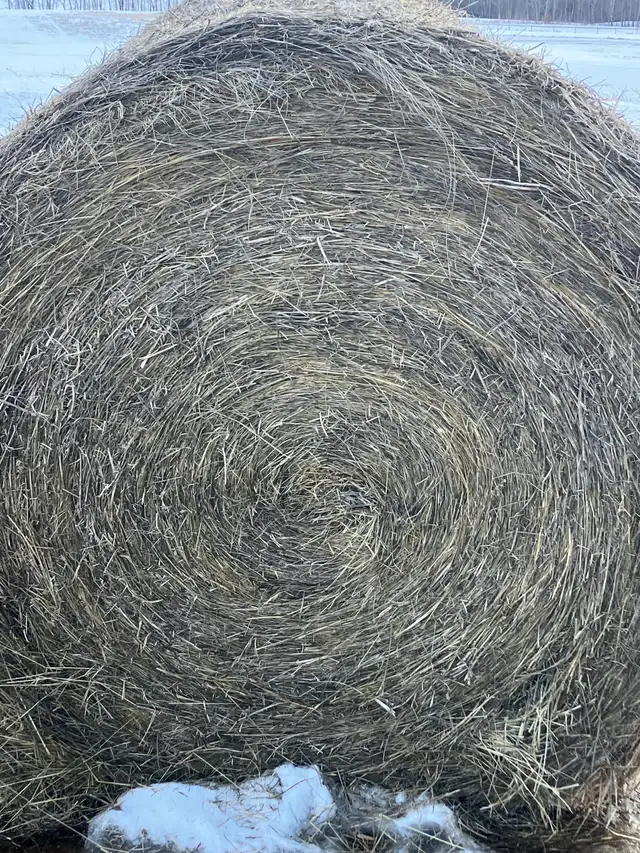 Hay for Sale - Photo 3