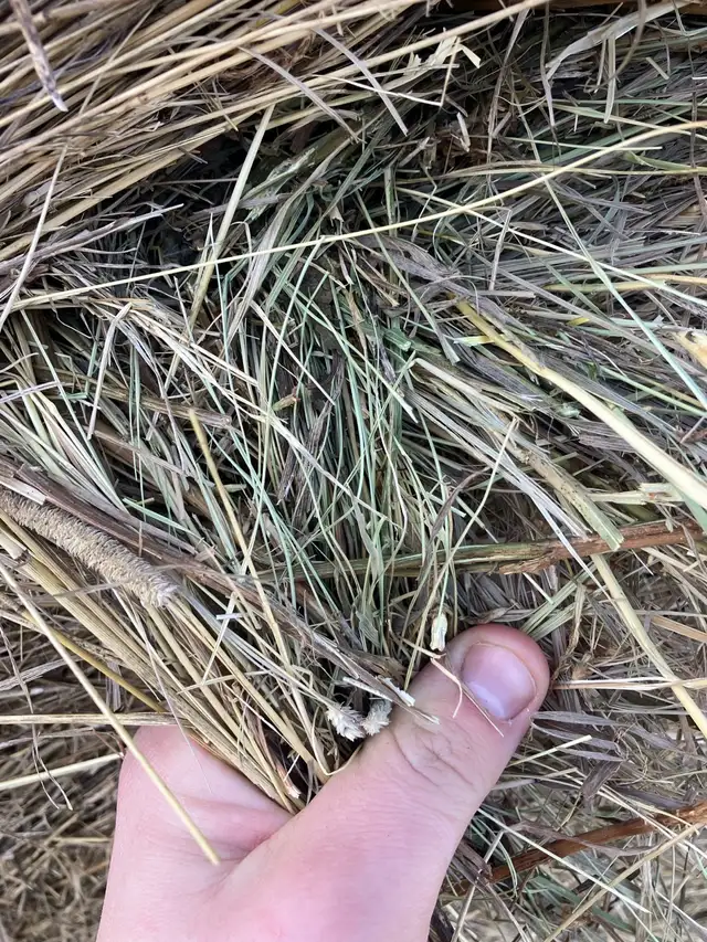 Hay for Sale - Photo 4