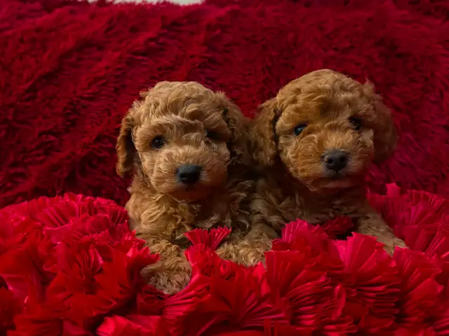 GORGEOUS TOY POODLE PUPPIES