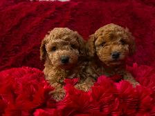 GORGEOUS TOY POODLE PUPPIES