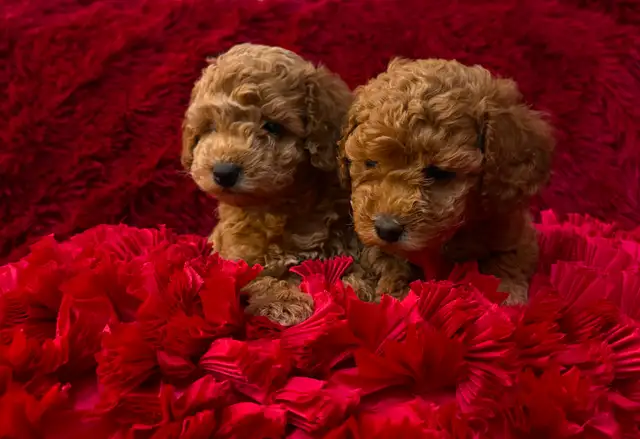 GORGEOUS TOY POODLE PUPPIES - Photo 2