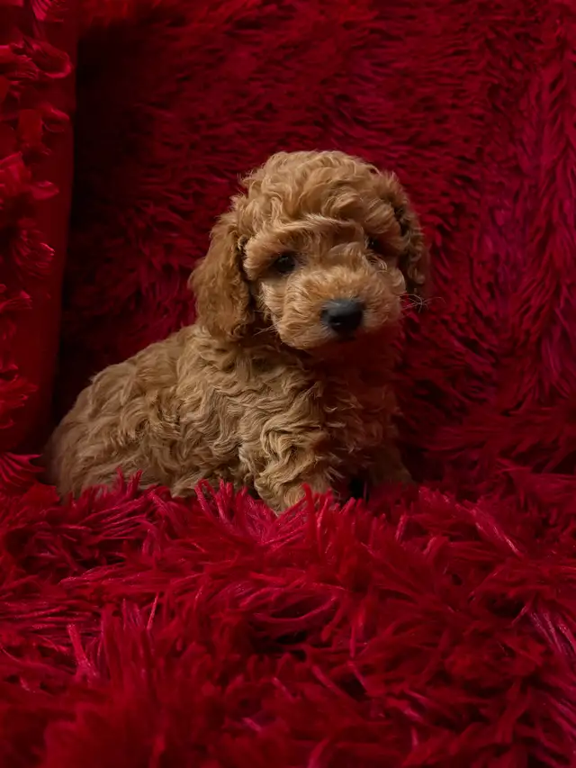GORGEOUS TOY POODLE PUPPIES - Photo 3