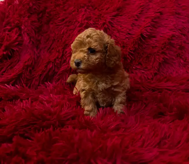 GORGEOUS TOY POODLE PUPPIES - Photo 4