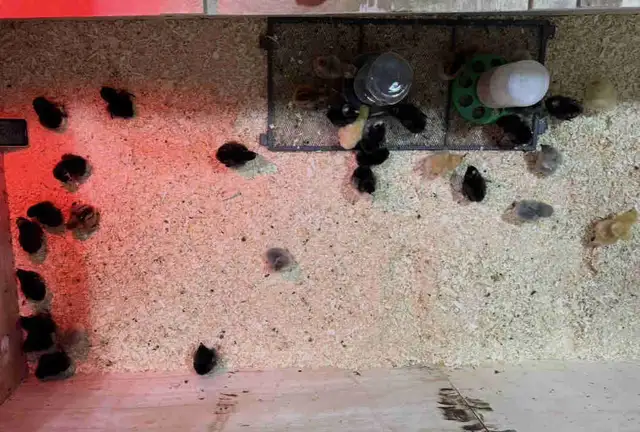 Chicken, Hatching eggs OR chicks