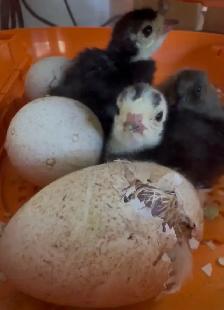 Turkey, Hatching eggs or chicks