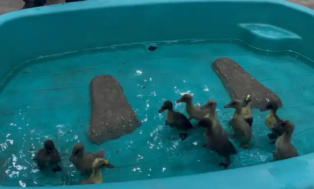 Duck, Hatching eggs / ducklings