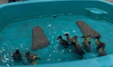 Duck, Hatching eggs / ducklings