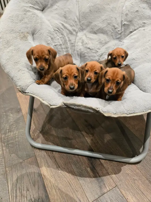 Mini Dachshund
