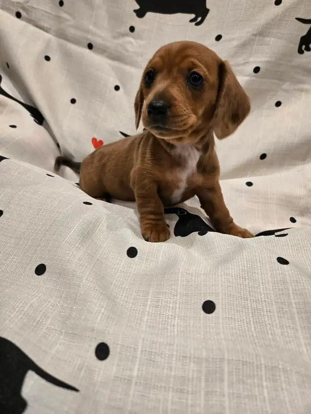 Mini Dachshund - Photo 2