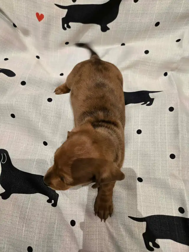 Mini Dachshund - Photo 3