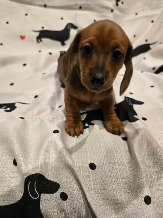 Mini Dachshund - Photo 4