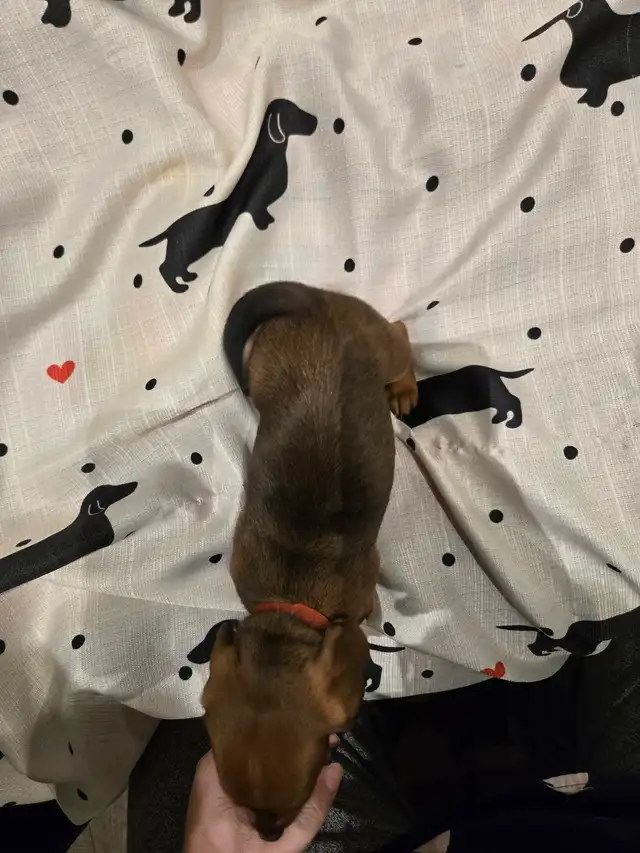 Mini Dachshund - Photo 5