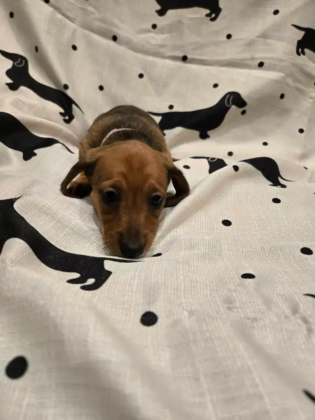 Mini Dachshund - Photo 6