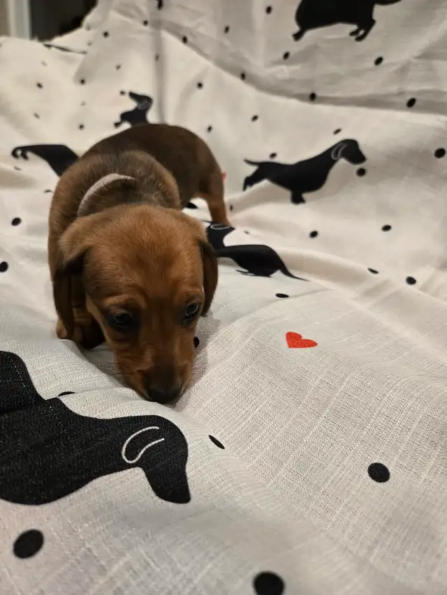 Mini Dachshund - Photo 7