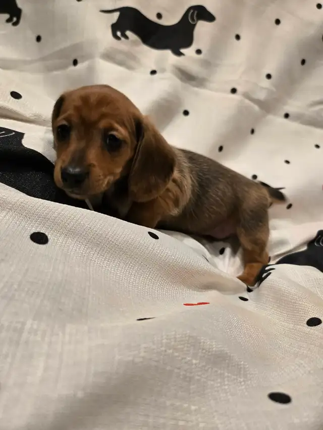 Mini Dachshund - Photo 8