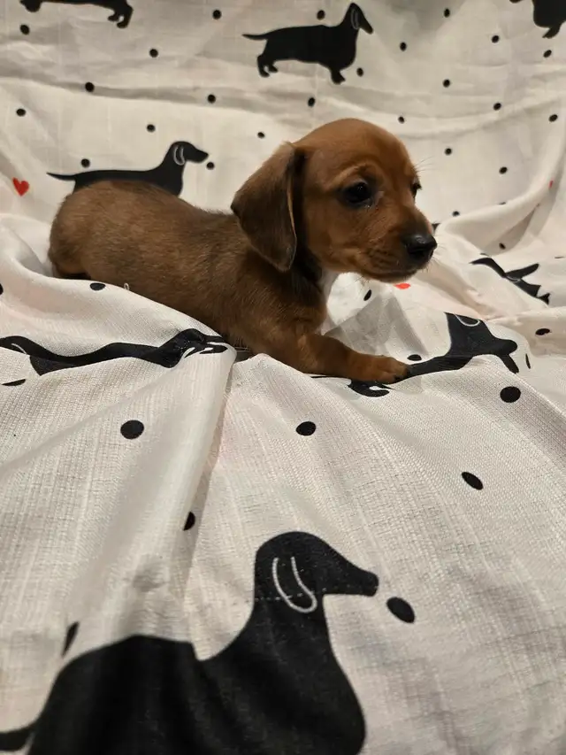 Mini Dachshund - Photo 9