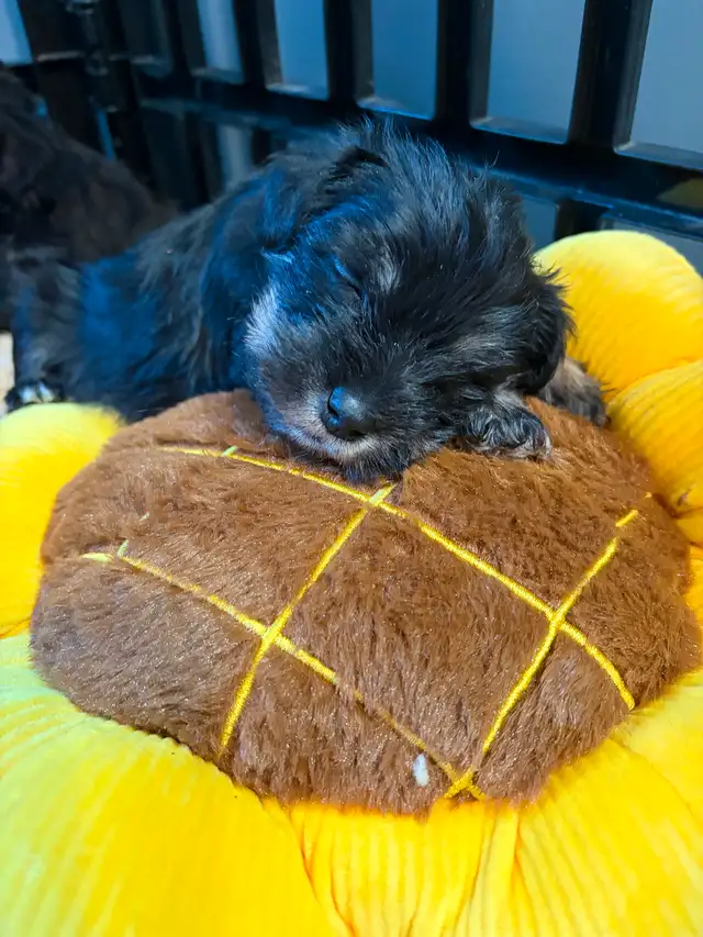 Miniature Schnauzer available in two weeks! 950$ Please messages