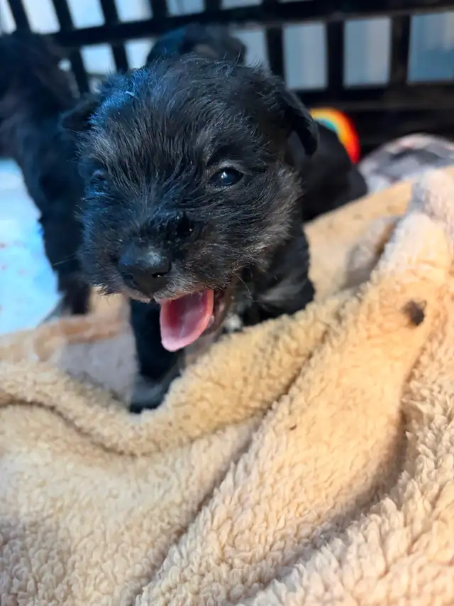 Miniature Schnauzer available in two weeks! 950$ Please messages - Photo 2
