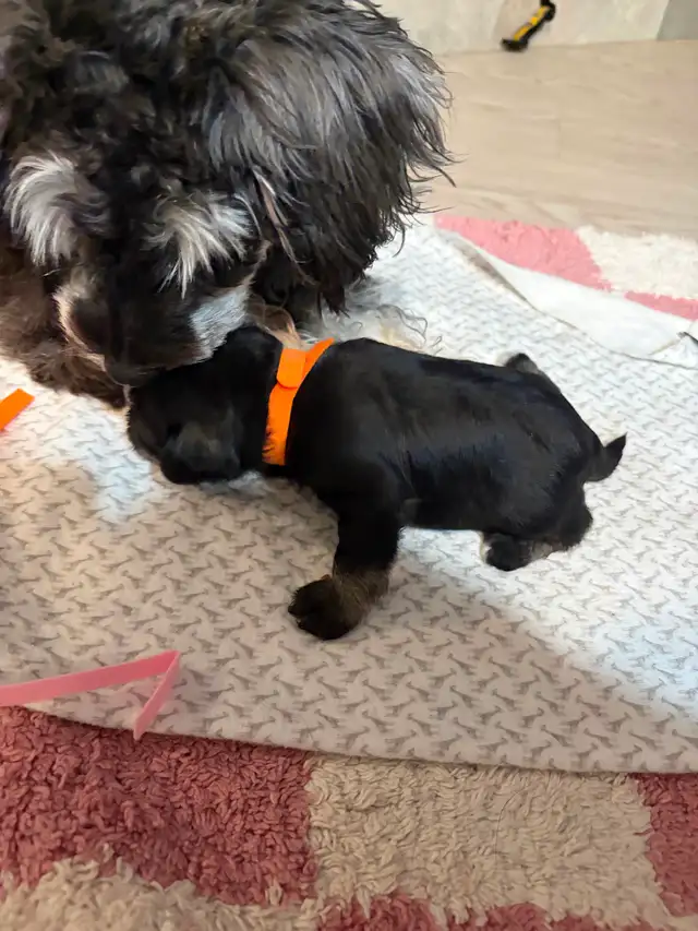 Miniature Schnauzer available in two weeks! 950$ Please messages - Photo 3