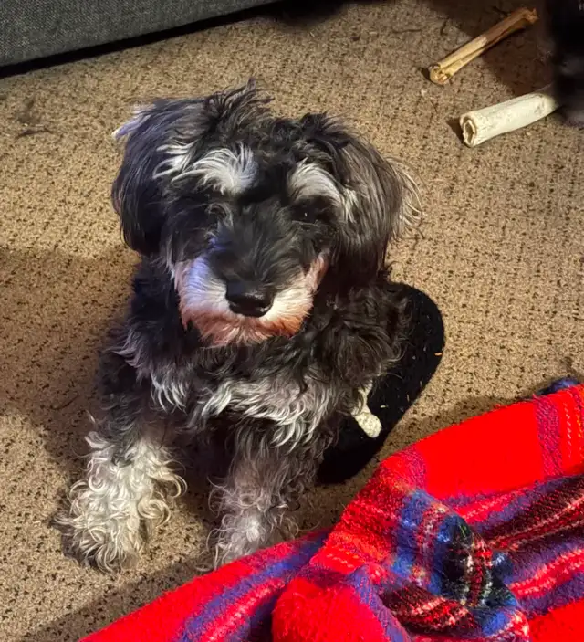 Miniature Schnauzer available in two weeks! 950$ Please messages - Photo 5