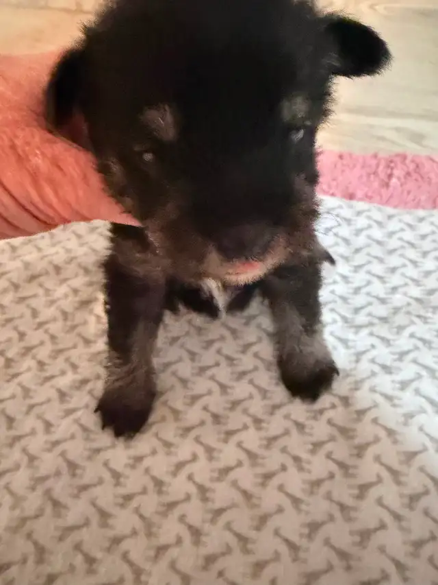 Miniature Schnauzer available in two weeks! 950$ Please messages - Photo 6