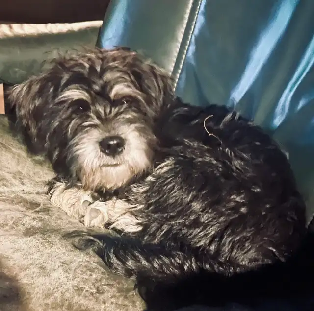 Miniature Schnauzer available in two weeks! 950$ Please messages - Photo 7