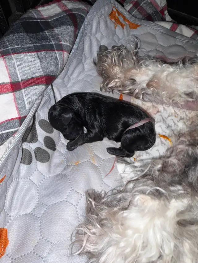 Miniature Schnauzer available in two weeks! 950$ Please messages - Photo 8