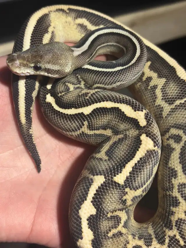 Ball Pythons - Photo 3