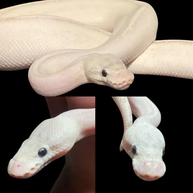 Ball Pythons - Photo 5