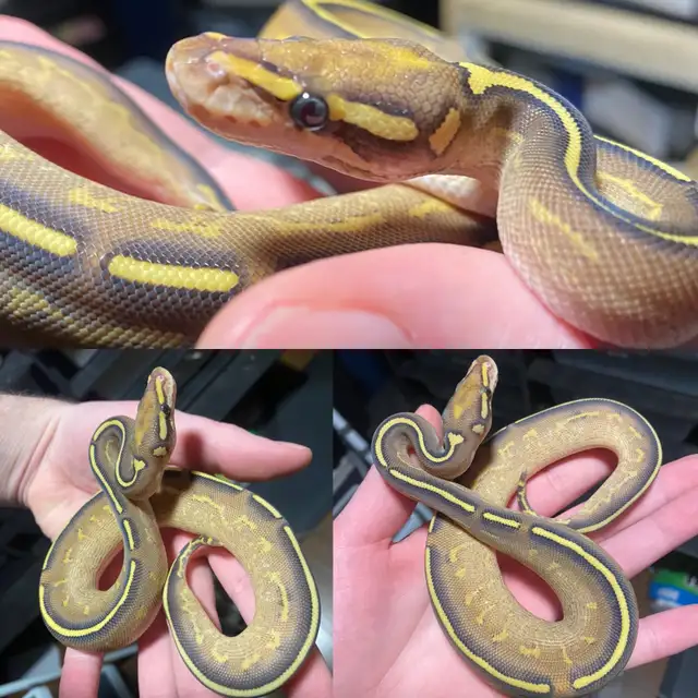Ball Pythons - Photo 6